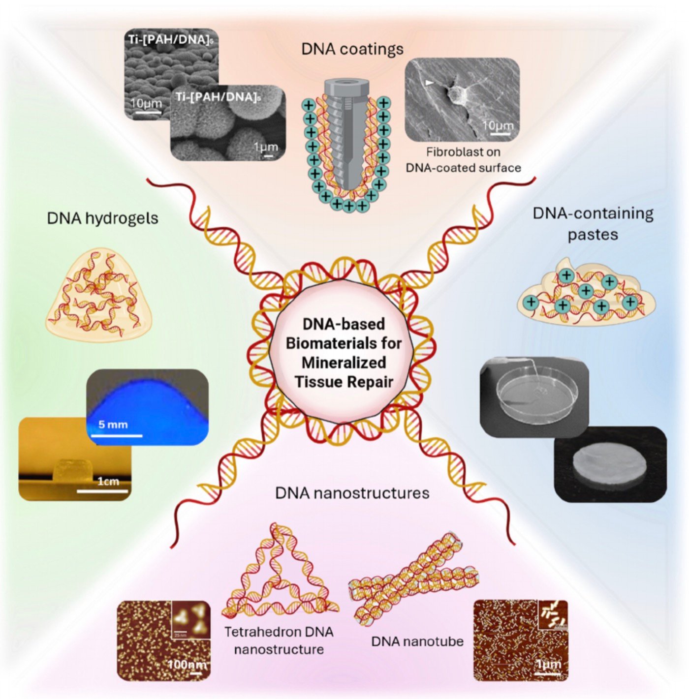 Synthetic DNA sequences assembling into soft hydrogel biomaterials